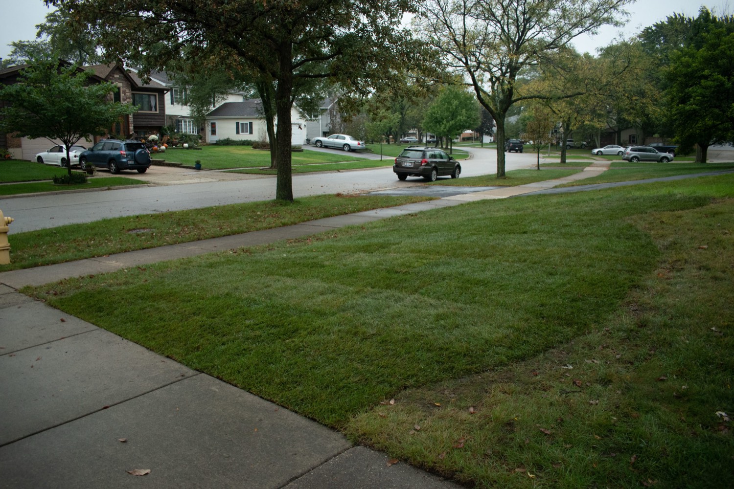 Freshly laid sod lawn
