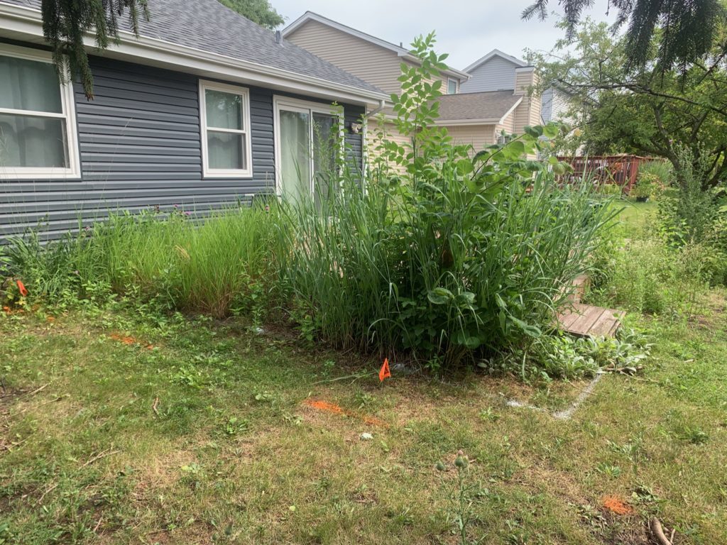 Backyard beds overgrown with tall weeds before clean-up