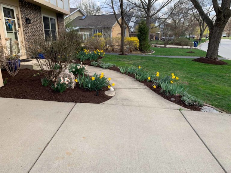 After-Picture-Downers-Grove-Front-Yard-Mulch