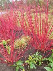 Bailey Redtwig Dogwood