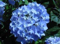 Endless Summer Hydrangea